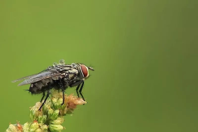 苍蝇到底有多让人讨厌,苍蝇能量有多强大