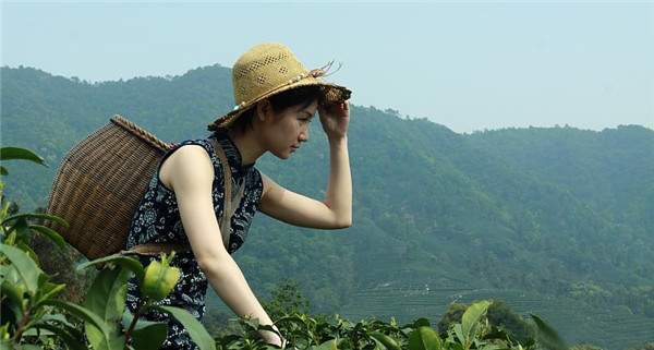 细说普洱茶产区,细说普洱