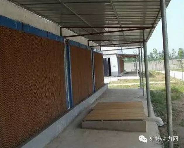 猪场分娩舍的管理要点,猪场分娩舍有哪些重点