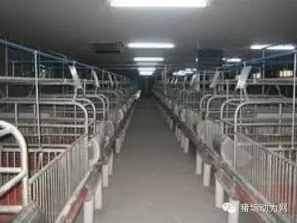 猪场分娩舍的管理要点,猪场分娩舍有哪些重点