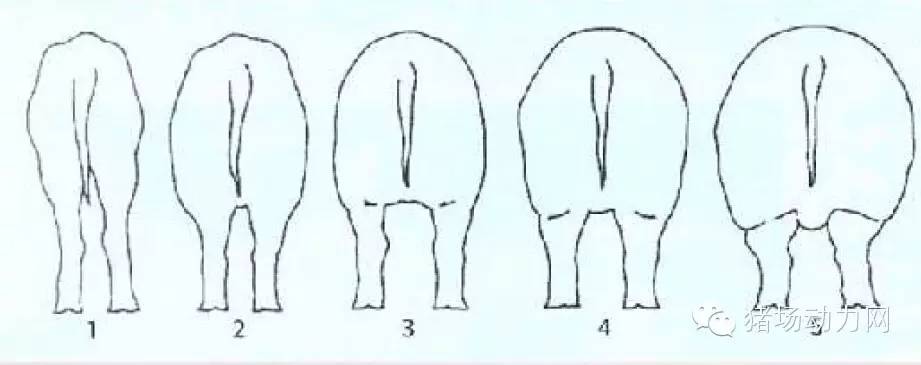 猪场分娩舍的管理要点,猪场分娩舍有哪些重点