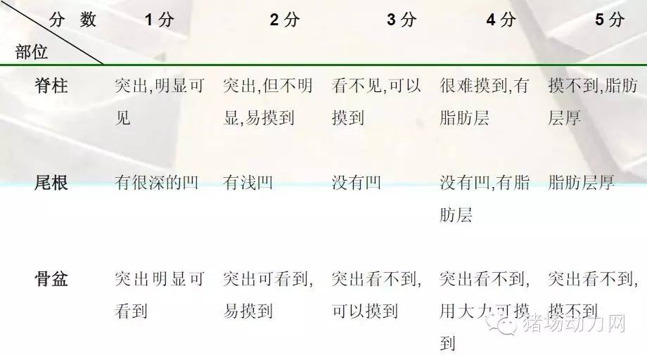 猪场分娩舍的管理要点,猪场分娩舍有哪些重点
