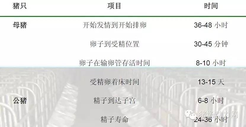 猪场分娩舍的管理要点,猪场分娩舍有哪些重点