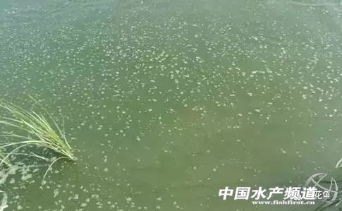 养殖水浓用什么药好,养殖水硬度高有什么好处