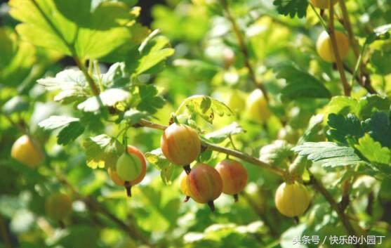 含有维生素的果子,每一种水果都有它的维生素