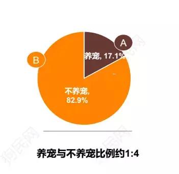 养猫舒服还是养狗舒服,养猫有意思还是养狗有意思