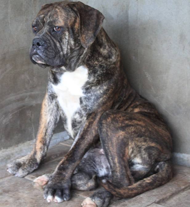 狗狗智商排名介绍,狗狗智商排行列表