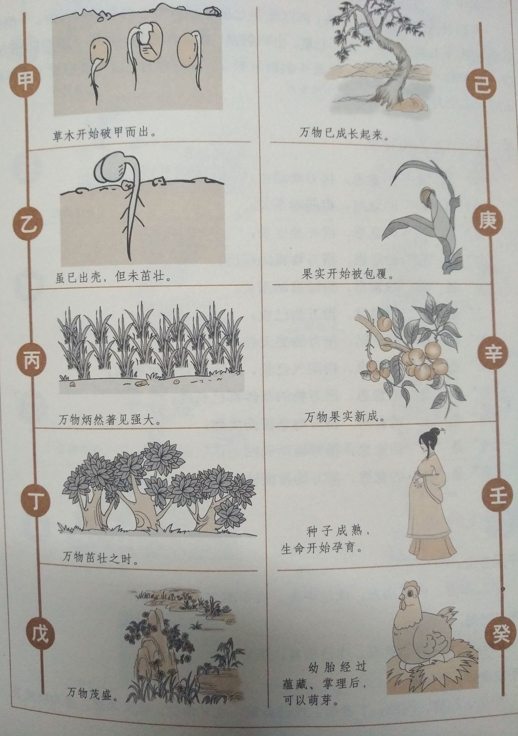 认识天干地支及八字,天干地支五行