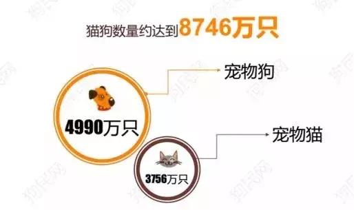 养猫舒服还是养狗舒服,养猫有意思还是养狗有意思