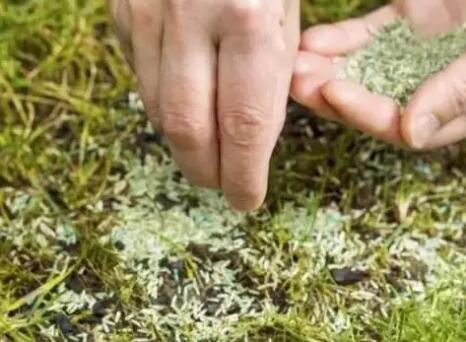 如何做好新植草坪的养护管理,新种植草坪的养护管理