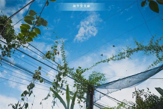 柬埔寨金边美食推荐,东南亚柬埔寨特点美食