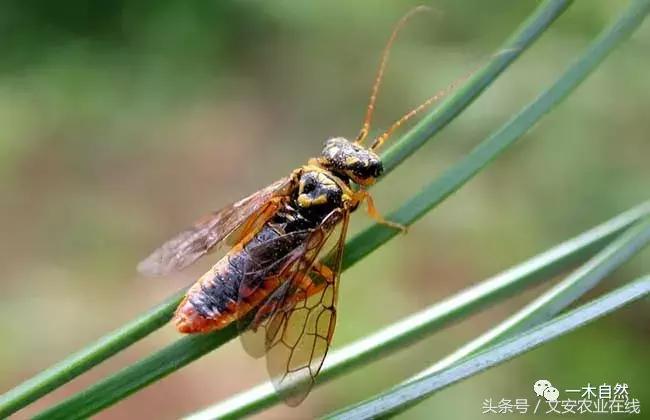水生昆虫幼虫图谱,各种有害昆虫图谱
