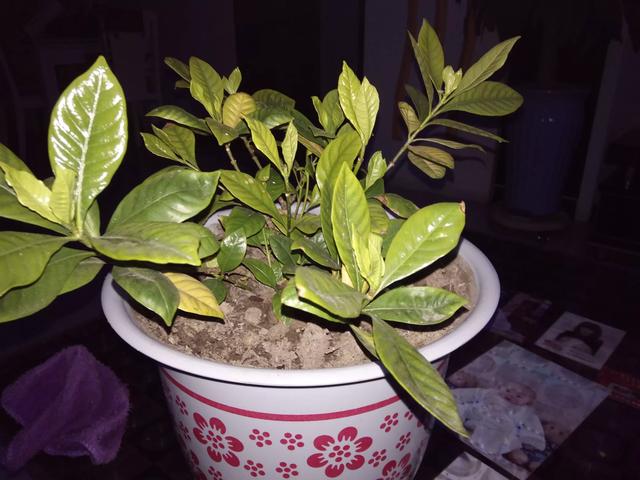 栀子花黄叶的原因及处理小妙招,栀子花黄叶的原因及其处理方法