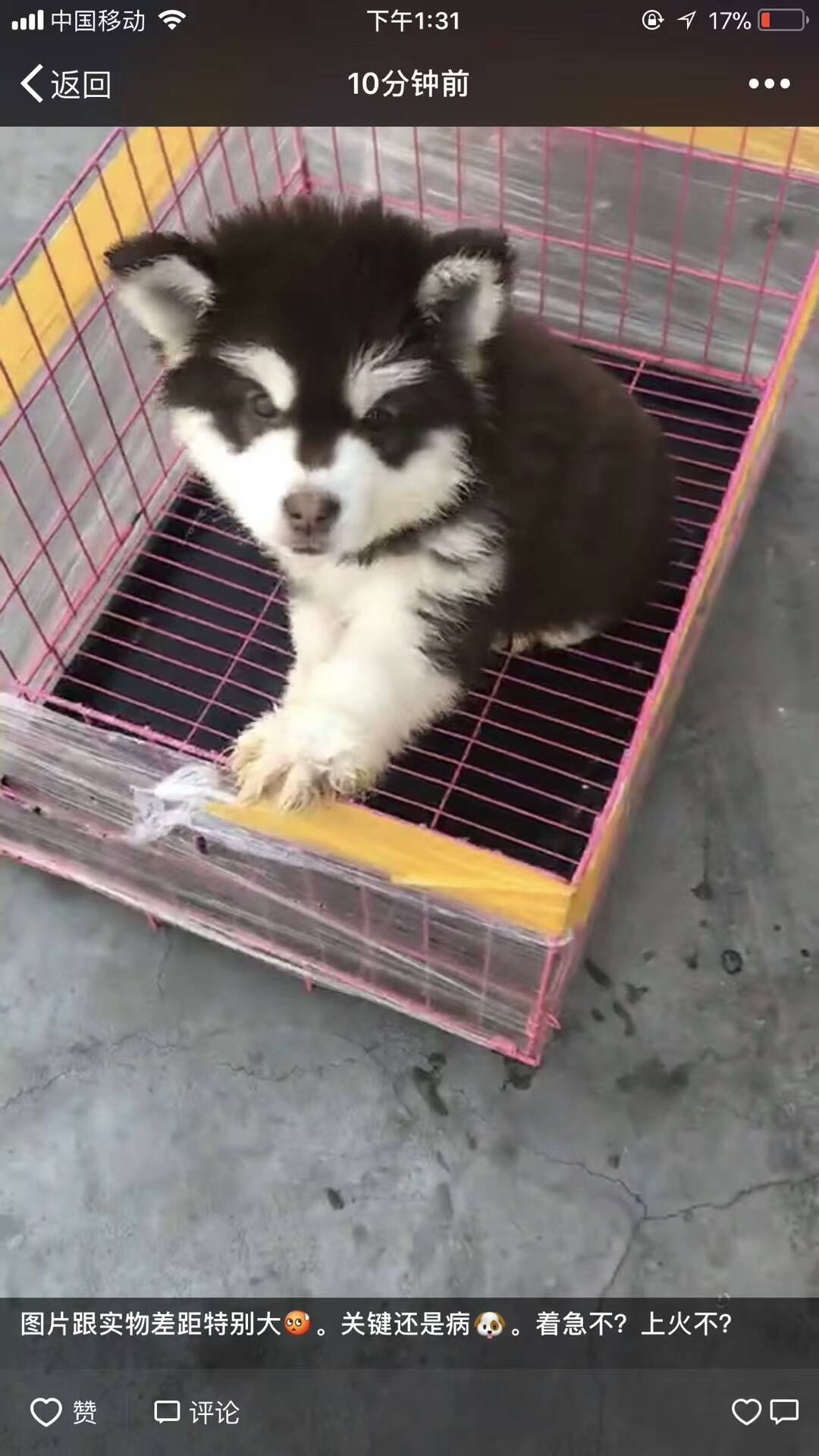 宠物爱心骗局新套路,宠物圈骗局大揭秘