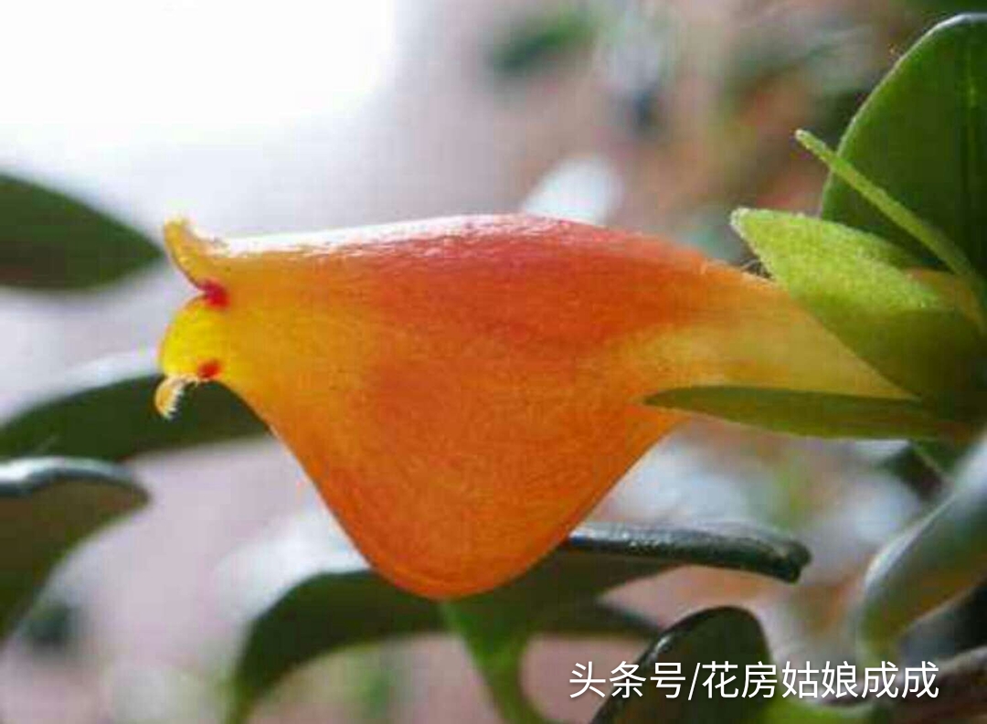 想让“金鱼吊兰”年年开花，花大色艳，就这么简单！