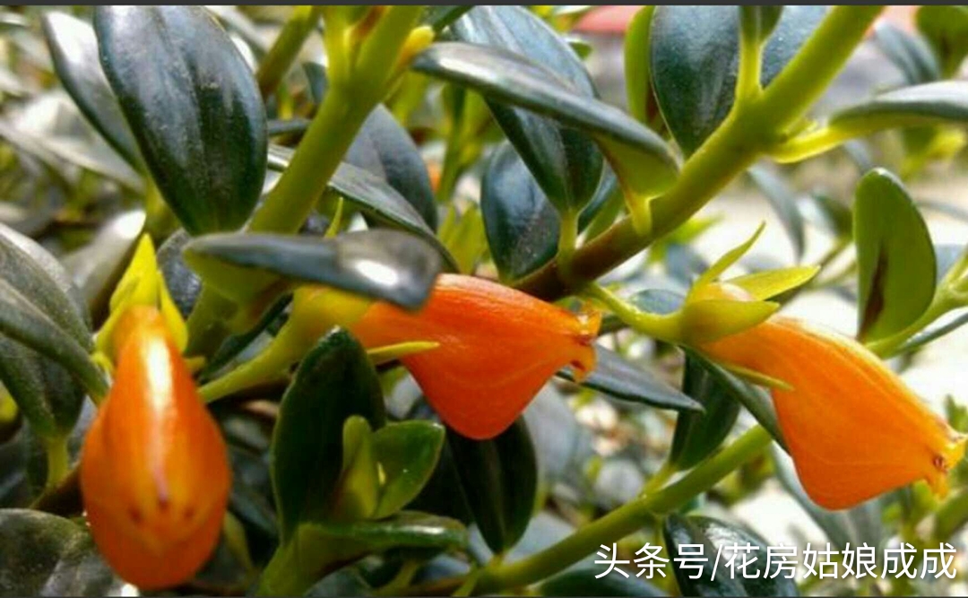 想让“金鱼吊兰”年年开花，花大色艳，就这么简单！