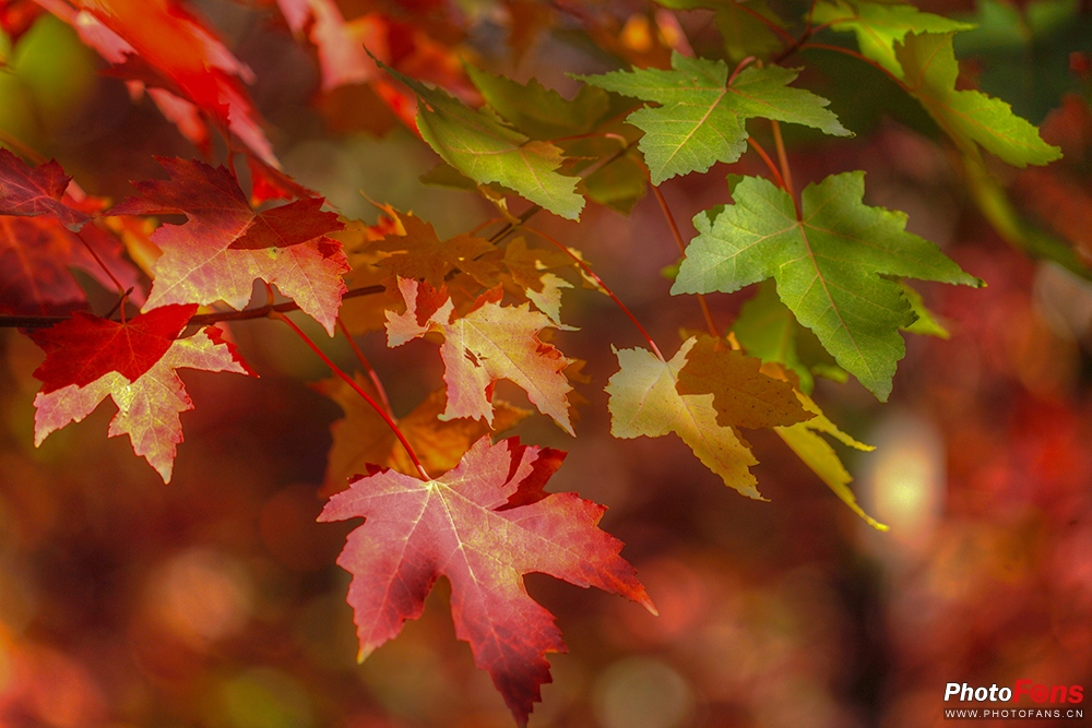 佳能eos800d摄影视频,相机初学者推荐佳能800d