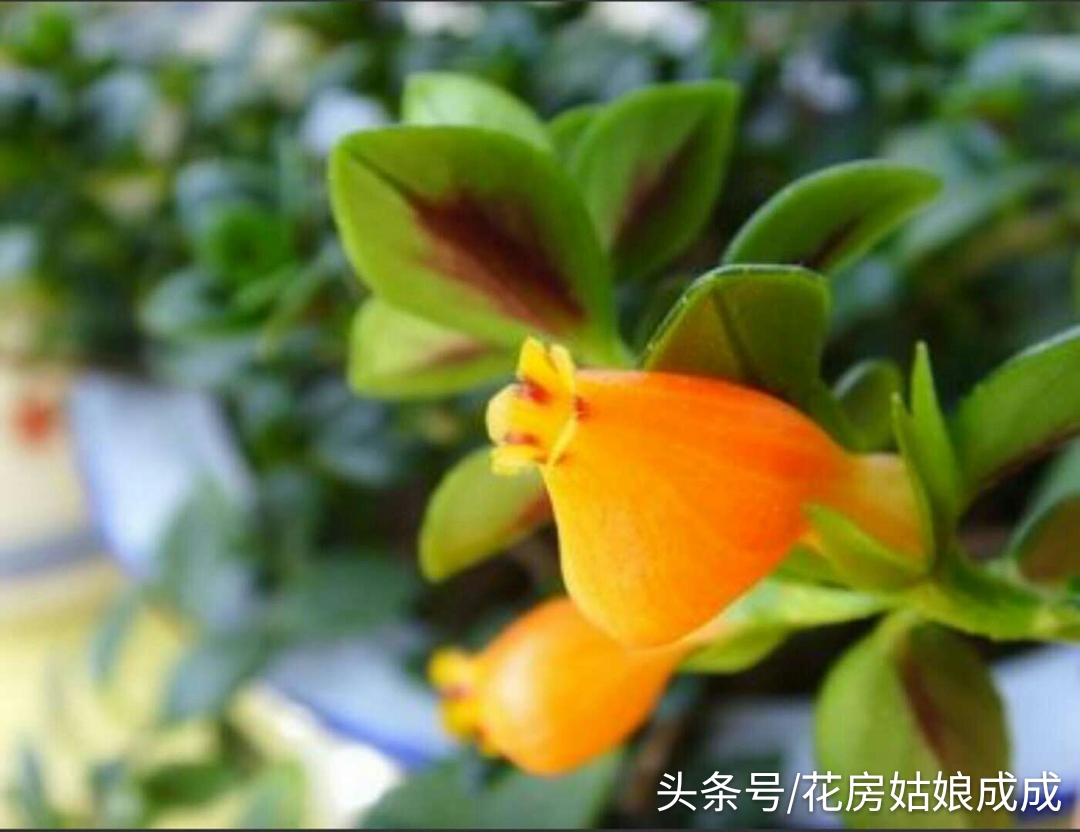想让“金鱼吊兰”年年开花，花大色艳，就这么简单！