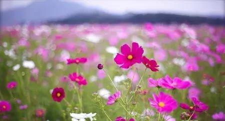 外研版七年级英语上册重点句型,外研版七年级上册英语短语归纳