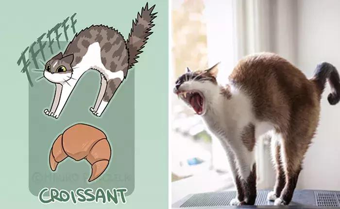 猫咪是不是所有肉都能吃,猫为什么既是固体又是液体