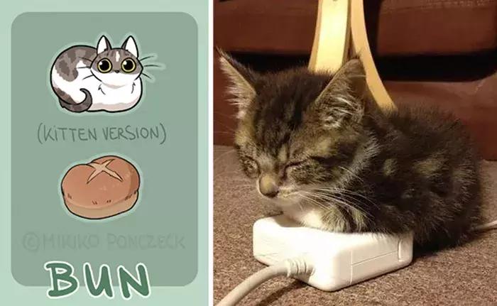 猫咪是不是所有肉都能吃,猫为什么既是固体又是液体
