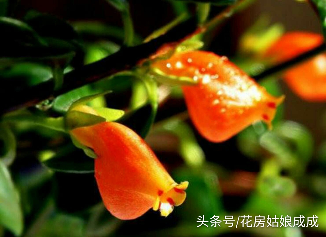 想让“金鱼吊兰”年年开花，花大色艳，就这么简单！