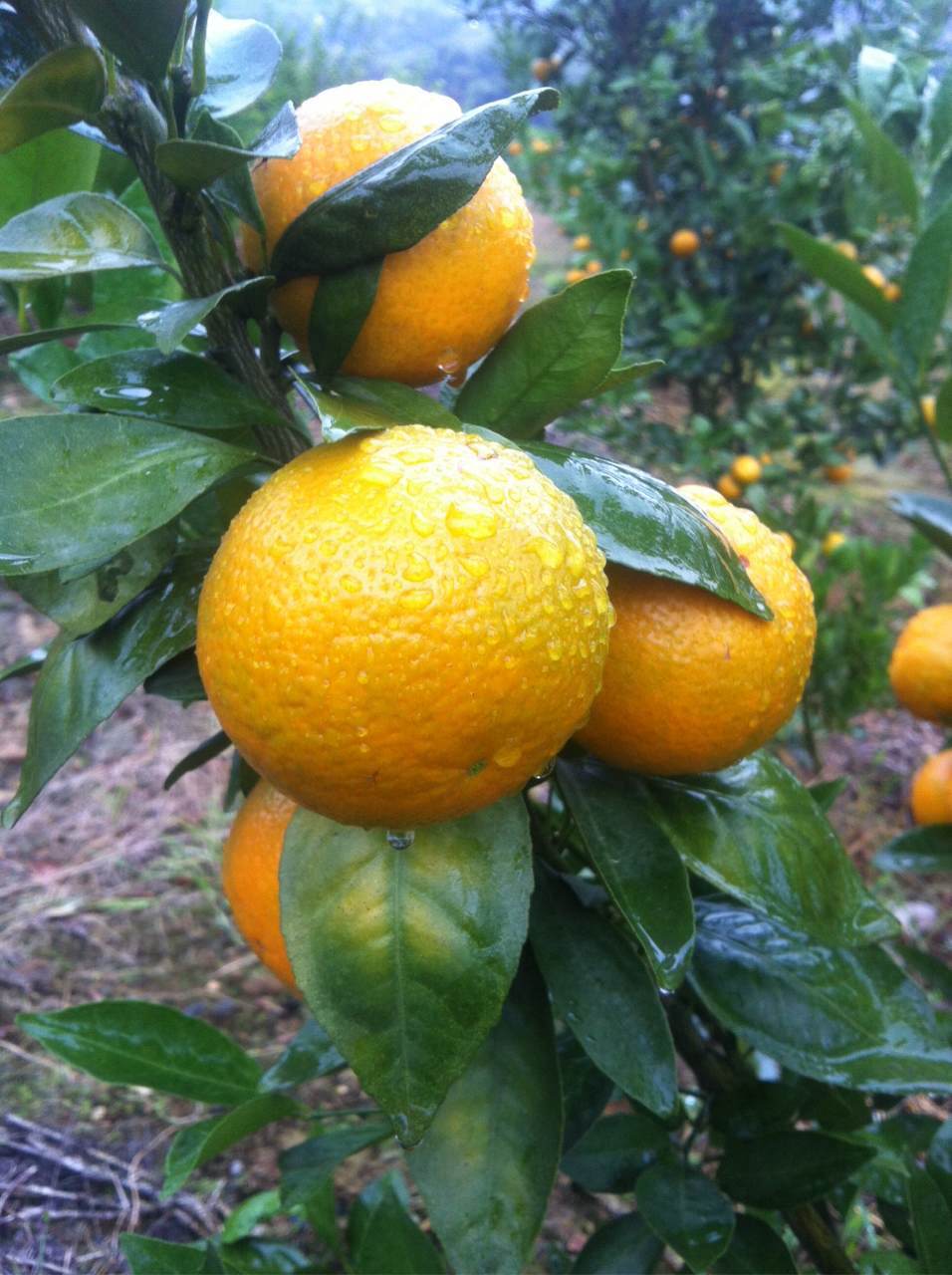 蜜柑柑橘,南丰蜜桔沃柑新鲜现摘