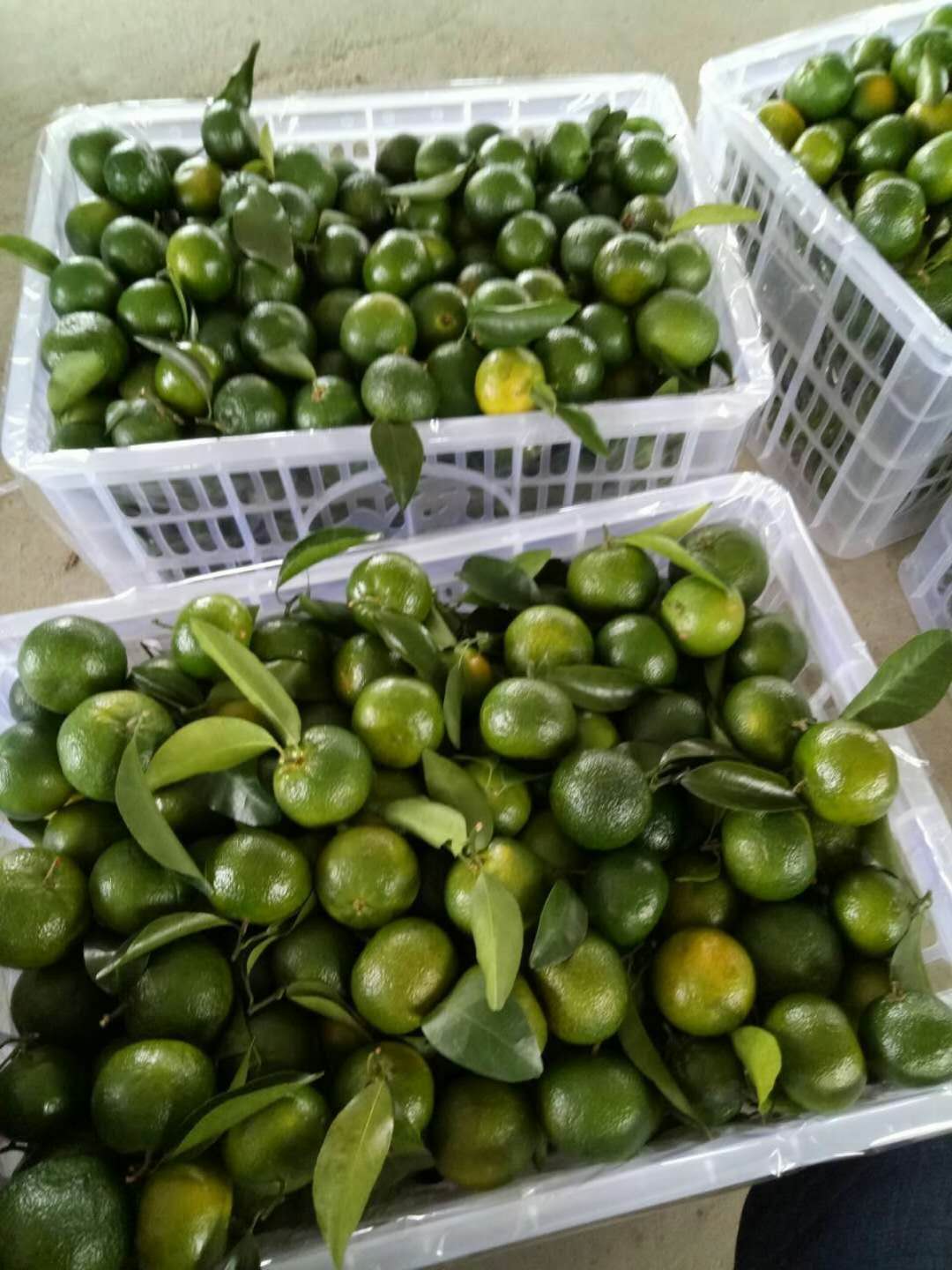 蜜柑柑橘,南丰蜜桔沃柑新鲜现摘