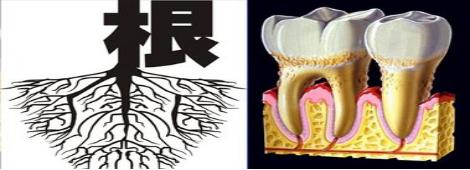 科普牙周小知识,牙周基础知识大全