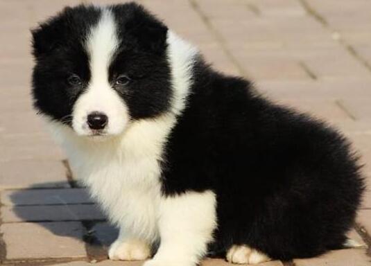饮食牧羊犬,边境牧羊犬饮食视频大全集