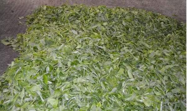 普洱茶的基础知识有哪些,了解普洱茶的基本知识是什么