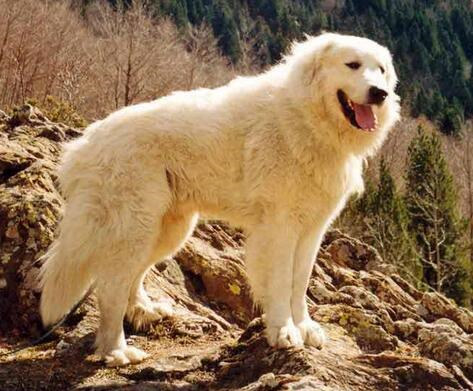 大白熊幼犬和金毛幼犬怎么区分,如何挑选大白熊犬