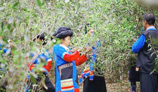 90年代易武茶十大标杆普洱茶,易武贡茶的历史