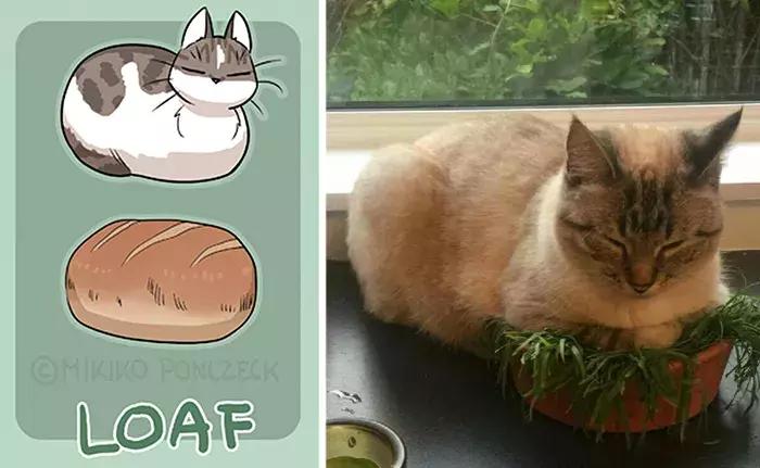 猫咪是不是所有肉都能吃,猫为什么既是固体又是液体