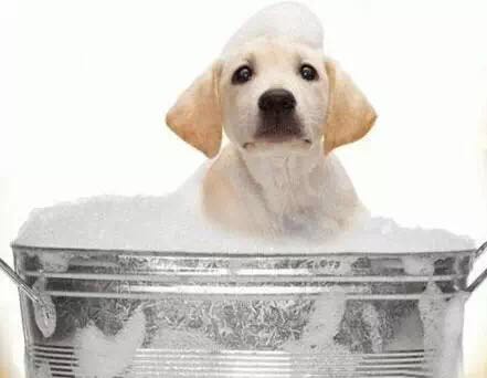 武汉联合动物医院收费贵吗,武汉联合动物医院是24小时看病吗