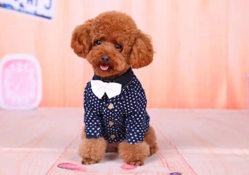 武汉联合动物医院收费贵吗,武汉联合动物医院是24小时看病吗