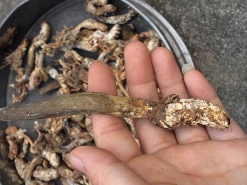 冬虫夏草股票,冬虫夏草闯股市