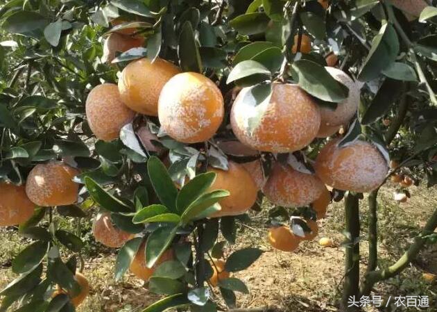 柑橘防日灼的正确方法,柑橘日灼病怎样解决用什么肥