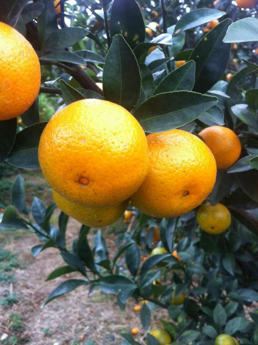 蜜柑柑橘,南丰蜜桔沃柑新鲜现摘