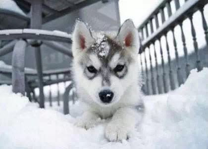 武汉联合动物医院收费贵吗,武汉联合动物医院是24小时看病吗