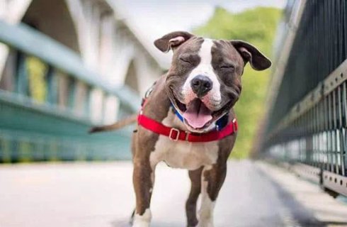 武汉联合动物医院收费贵吗,武汉联合动物医院是24小时看病吗