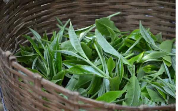 普洱茶的基础知识有哪些,了解普洱茶的基本知识是什么