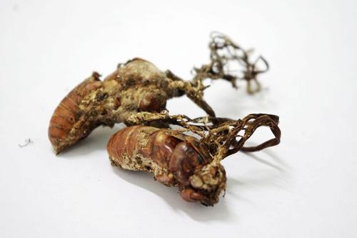 冬虫夏草股票,冬虫夏草闯股市