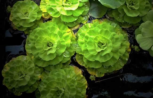 女大学生白手起家创业点子,家庭致富小项目白手起家创业点子