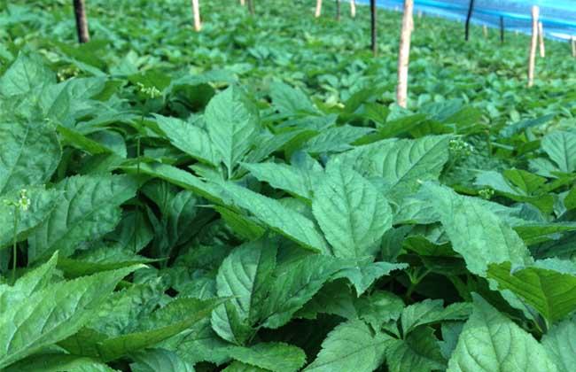 女大学生白手起家创业点子,家庭致富小项目白手起家创业点子