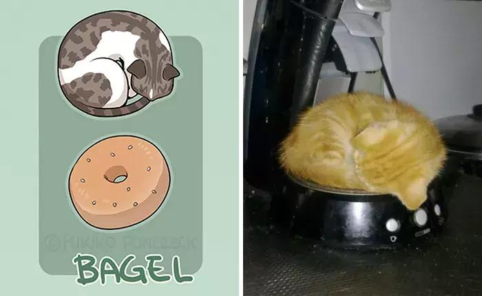 猫咪是不是所有肉都能吃,猫为什么既是固体又是液体
