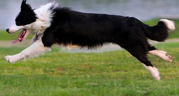 饮食牧羊犬,边境牧羊犬饮食视频大全集