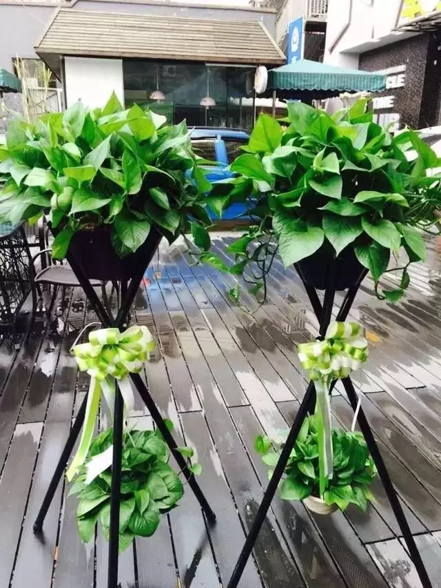 在贵州做个花房姑娘，打发慵懒时光！