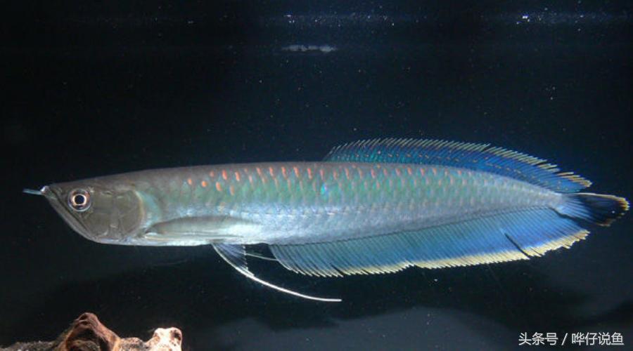 银龙鱼为什么能卖那么贵,银龙鱼真的很贵吗