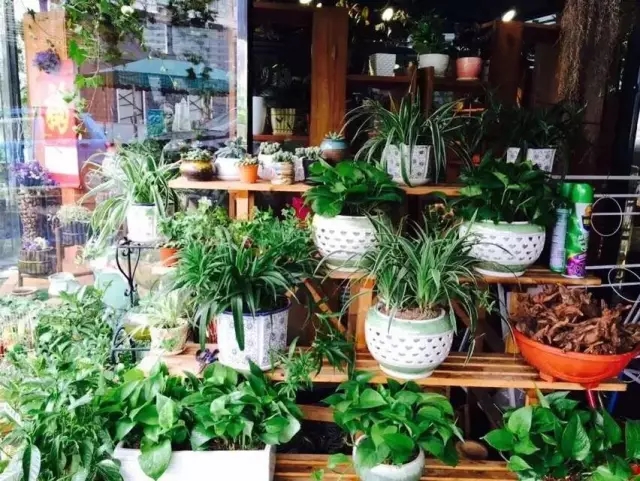 在贵州做个花房姑娘，打发慵懒时光！